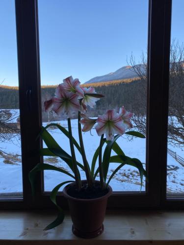 a flower in a pot in front of a window at Під Явором in Vorokhta