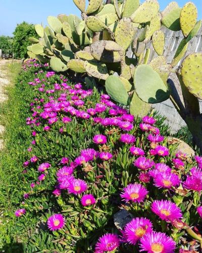 a bunch of purple flowers in a garden at Boutique Hotel Masseria Sottomasi in Savelletri di Fasano