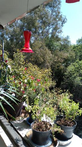 Κήπος έξω από το Charming sunny bedroom overlooking beautiful Amsterdam Avenue in best Condesa area