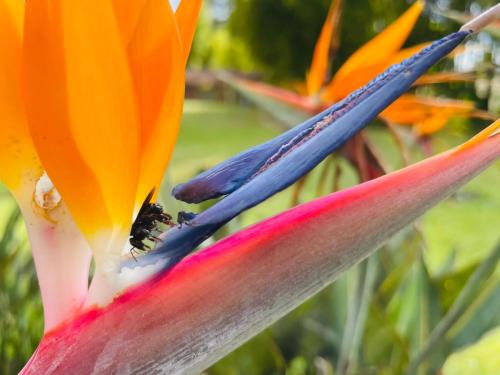 a beetle is sitting on the inside of a flower at Jardín de Primavera Apartamentos in Jardin