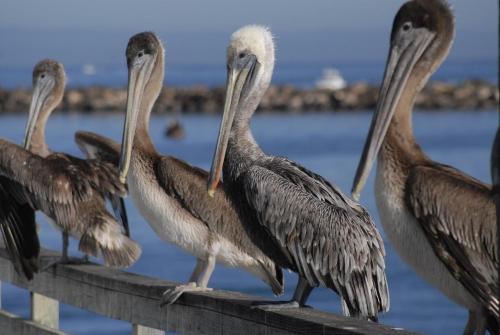 a group of pelicans standing on a fence near the water at 3485 Avalon by the Sea home in Monterey