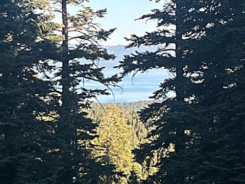 una vista de un bosque desde algunos árboles en Awesome Dawson condo en Stateline