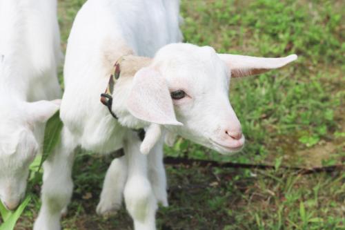 a baby goat standing next to its mother at Hija on the Hill -SEVEN Hotels and Resorts- in Kunigami