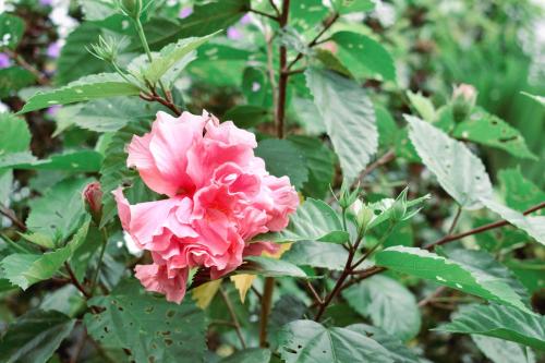 a pink flower on a bush with green leaves at Arenal Descanso in Fortuna