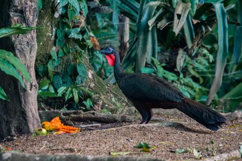 a black bird with a red head standing on the ground at Arenal Descanso in Fortuna