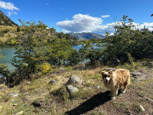 un chien brun debout sur une colline à côté d'une rivière dans l'établissement Turismo y cabañas Chulengo, à Cochrane