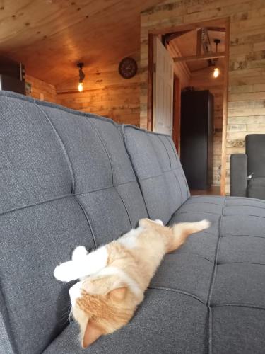 a cat laying on the back of a couch at Diamond Vault Rustic Mountain Cabins in Hogsback