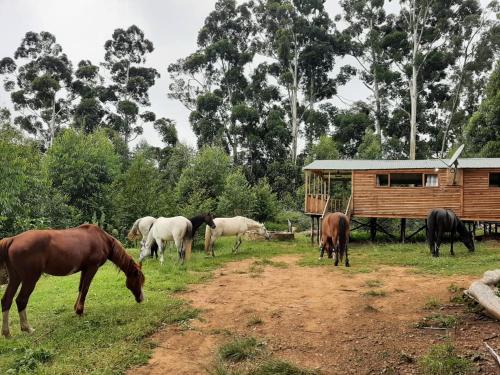 a group of horses grazing in a field next to a cabin at Diamond Vault Rustic Mountain Cabins in Hogsback