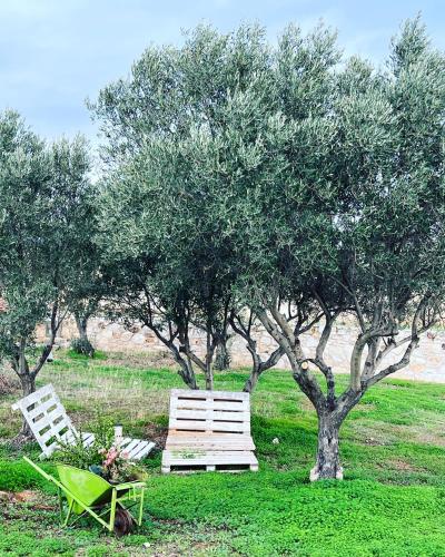 Κήπος έξω από το Villa Maxima Lavrio