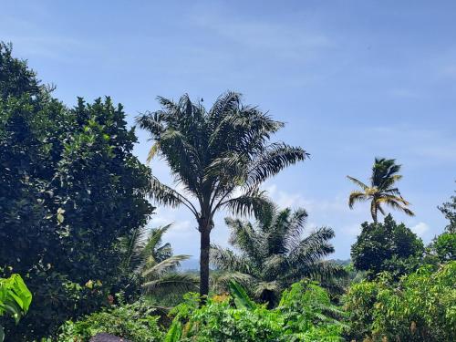 a palm tree in the middle of some trees at Casa Cantagalo - Guest House & Bar Restaurant in Santana