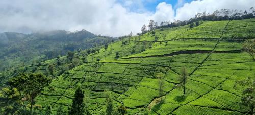 an aerial view of a green tea plantations on a mountain at Blue Moon Hotel in Nuwara Eliya