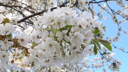 a close up of white flowers on a tree at Apartments im Taunus in Neu-Anspach