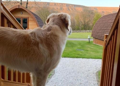 a brown dog looking out of a door at Littondale Country & Leisure Park in Skipton