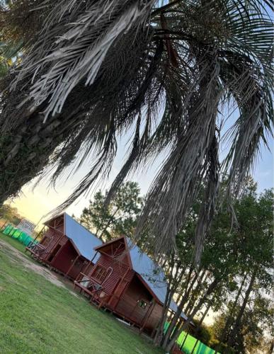 una palmera con una casa en un campo en CABAÑAS DON GENARO en Bella Vista