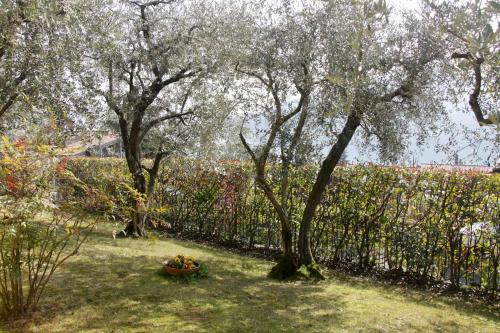 un grupo de árboles en un patio con una valla en Sarnico giardino sul lago, en Sarnico