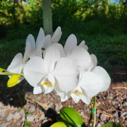 Jardín al aire libre en Hoomaikai Blessings