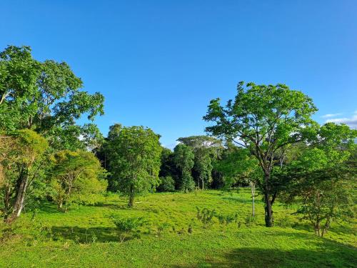 a field with trees and grass with a blue sky at Terra NaturaMa - off grid living in the jungle in Punta Uva