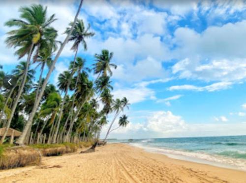 a sandy beach with palm trees and the ocean at Warung Praia Dos Carneiros in Praia dos Carneiros