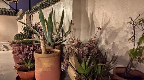 Κήπος έξω από το Riad Dar Alma Fes