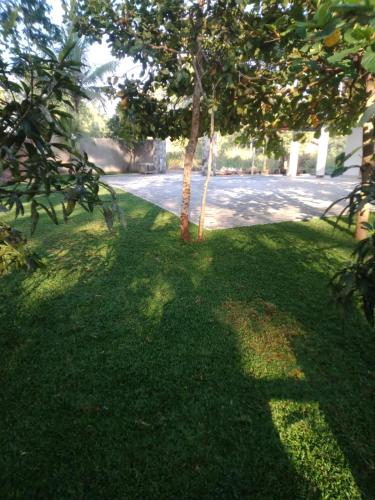 a tree in the middle of a field of grass at White House Family Stay in Maspota