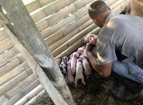 a man holding two baby pigs in a pen at Sobral Rice Terraces View in Antihon