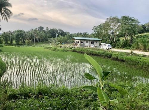 a house in the middle of a field next to a field at Sobral Rice Terraces View in Antihon