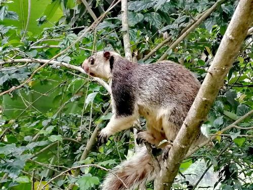a small animal standing on top of a tree at Tantra Ella Lodge in Ella