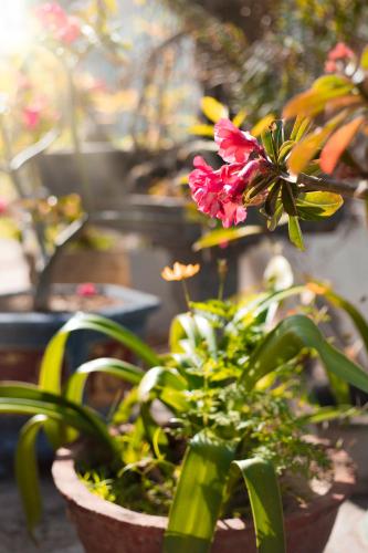 a pink flower in a potted plant at Ngôi nhà nhỏ Lagi Homestay in La Gi