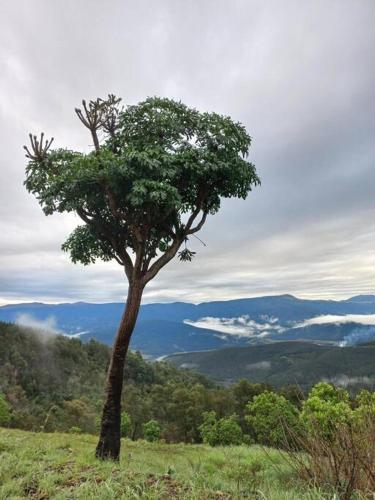a tree on top of a hill with a view at The Big tree @ Sabie in Sabie