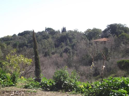 a hill with trees and a house in the distance at mer et campagne in Cervione