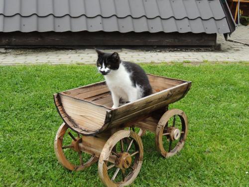 Domácí mazlíčci ubytovaní s hosty v ubytování UBYTOVANIE pod horami s REŠTAURÁCIOU " Salaš Žiar"