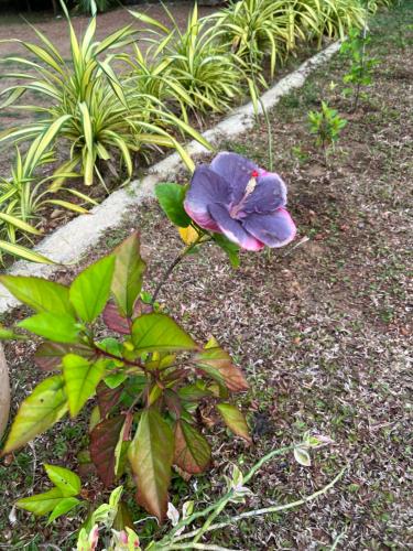 a purple flower on the ground in a garden at Kapaliya Unawatuna in Unawatuna