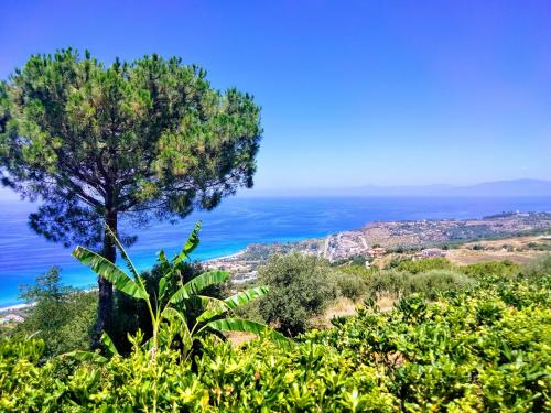 a tree on a hill with the ocean in the background at Casa Morello in Zambrone