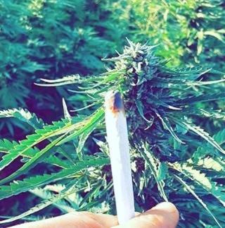 a person holding a cigarette in front of a plant at Tlata ketama in Ketama