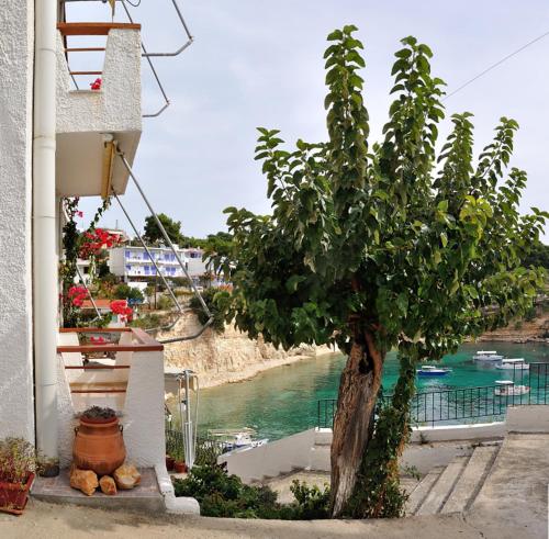 a tree on the side of a building next to a river at Pension Dimitris in Votsi