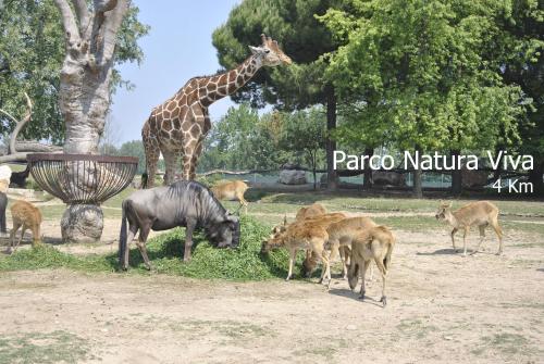 a giraffe and a group of animals in a field at Agriturismo Terra E Sole in SantʼAmbrogio di Valpolicella