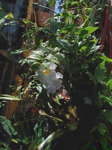 uma flor branca numa planta com folhas verdes em Se hospede num Cantinho Gourmet em Salvador