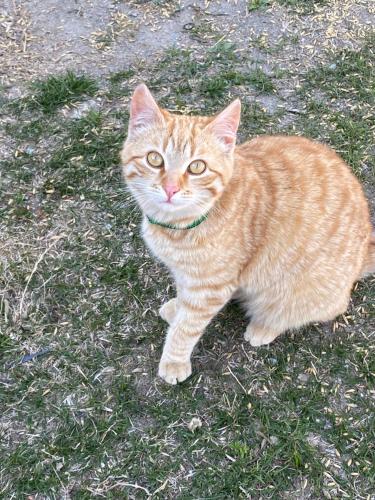 an orange cat is sitting in the grass at Apartment Haus Christina in Großkirchheim