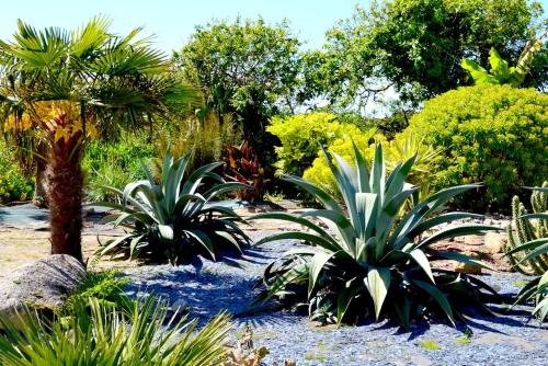 a garden with palm trees and other plants at Chambres d'Hôtes Le Nid d'Iroise in Lanildut