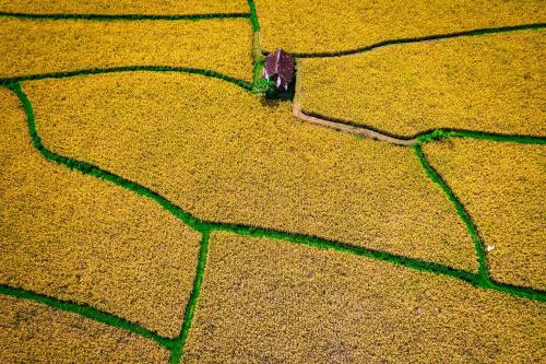 an aerial view of a field with green grass at Peraja Bungalows Loyok in Sangyang
