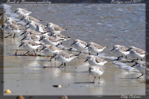 a flock of birds walking on the beach at Chambres d'Hôtes Le Nid d'Iroise in Lanildut