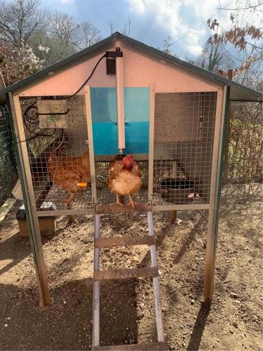 a chicken in a chicken coop with a ladder at La casa nel verde con piscina in Polverara
