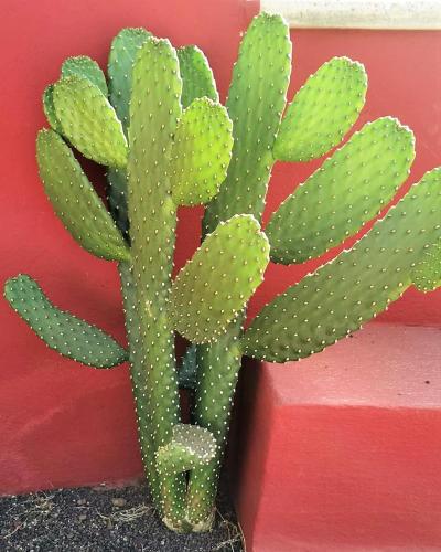 a green cactus sitting next to a red wall at Aquarium Bungalow private jacuzzi, 3 bedrooms, AC and Bikes in Maspalomas