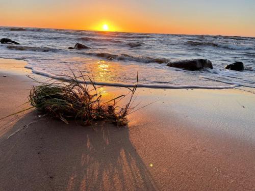 a sunset on a beach with a bush in the sand at Romantic cozy house Kirzacinas pirts with sauna close to seaside in Skulte