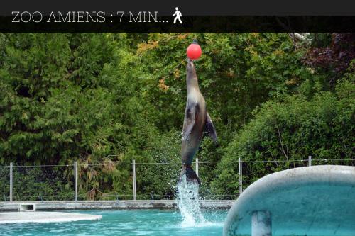 a dolphin jumping in the water with a red ball at Casamara 3 studio au coeur du parc de la Hotoie in Amiens