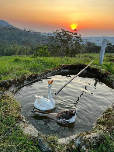 two ducks swimming in a pond with the sunset in the background at Finca El Encanto del Guejar in Lejanías