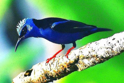 niebieski ptak siedzący na gałęzi drzewa w obiekcie CasaBravaVentura w mieście Santa Catalina