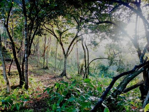 una zona boscosa con árboles y plantas en un bosque en CasaBravaVentura, en Santa Catalina