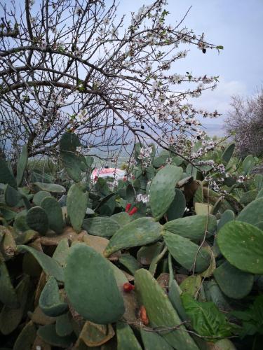 a green plant with white flowers on top of it at Casa Opuntia in Pappayiannádhes