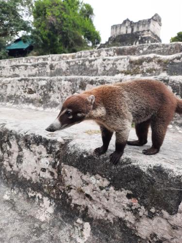 a small animal standing on a stone wall at Hotel Colibrí Petén in Santa Elena